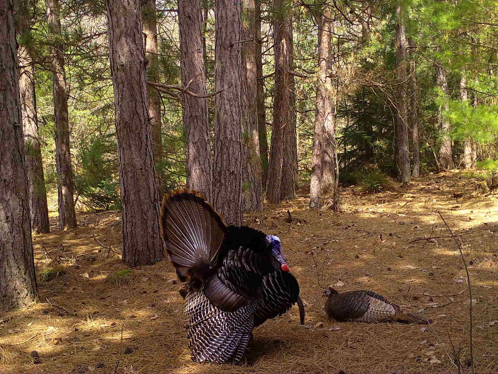 Adams_Turkey_Display_SSWI000000017041670.jpg